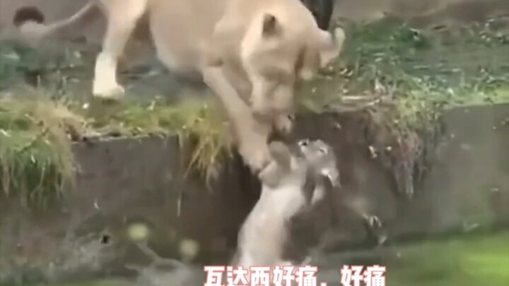 The lioness mistook the water pool for a grassy field and pushed her cub in. Once the cub climbed ba