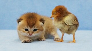Kittens meet chicken for the first time