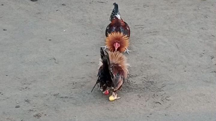 papawis sa umaga☺️