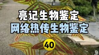 【Liangji Bioassay】Internet Hot Biological Identification 40