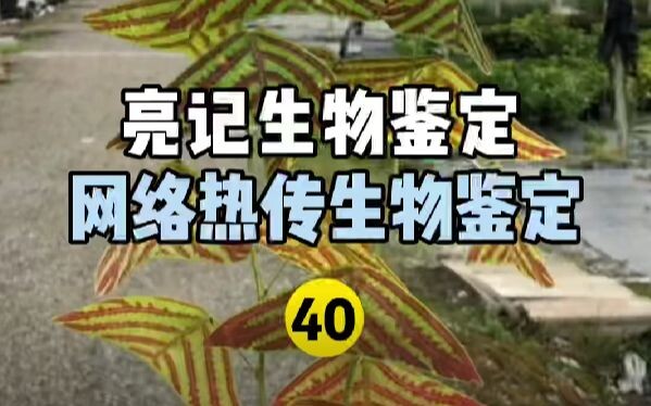 【Liangji Bioassay】Identifikasi Biologis Panas Internet 40