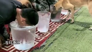 الكلب: ماذا يحدث؟ هل يوجد أكسجين في الماء؟ تنافس المالينو ومدربه في حبس أنفاسهما. صُدم الكلب لرؤية ا