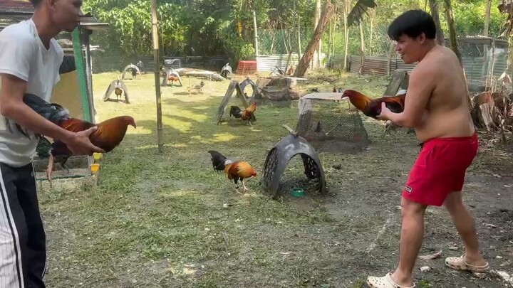 Harold brown hatch vs Claret x roundhead for feb stag