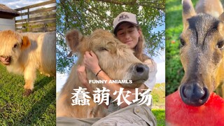 这家农场的每一只宠物都自带蠢萌属性