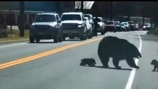 I can feel the mother bear's collapse through the screen