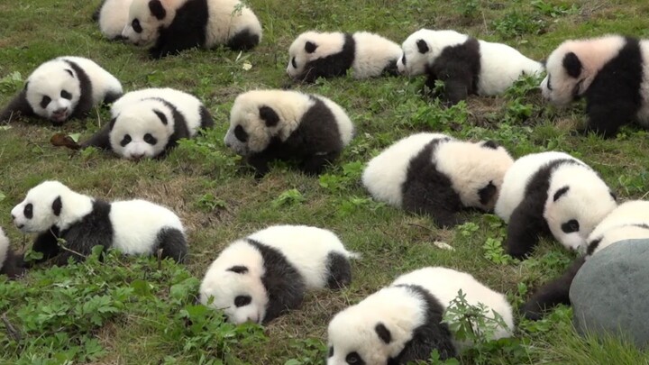 Super adorable and lovely pandas