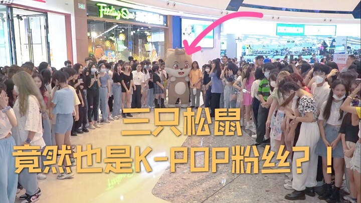 [Random Dance] Three Squirrels: I can no longer hide my identity as a K-POP fan