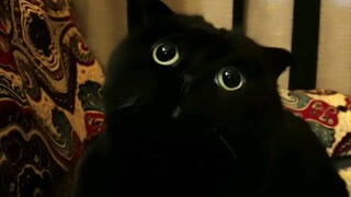 You're not the first cat to dance wildly in the middle of the night!