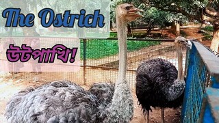 The Ostrich ।। উটপাখি।।