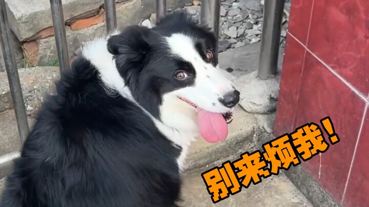 Chó Border Collie: Bận chăn gà đây, đừng có làm phiền tao!