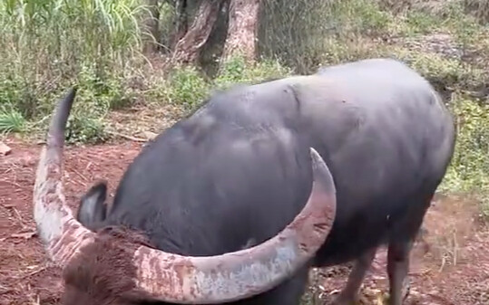 Cow: So annoying, no land to plow!
