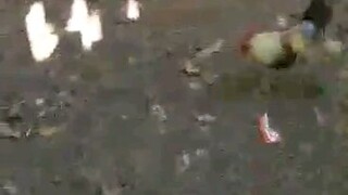 Pitmasters Underground Kings