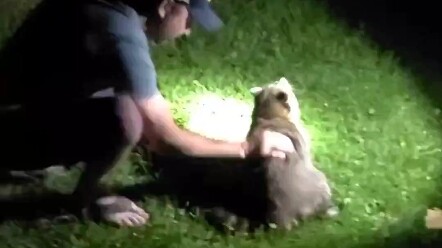 A chubby raccoon was choking after rummaging through a trash can for cheese when a man gave it back 