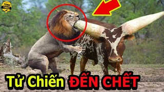 🔴Những Trận Tử Chiến Điên Rồ Và Đáng Sợ Nhất Trong Thế Giới Động Vật