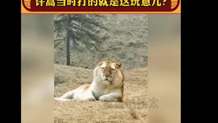 You really look sooooo not smart, hahahahaha #cute #tiger