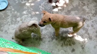 Chú chó mới về rất tinh nghịch. Hmông dog.