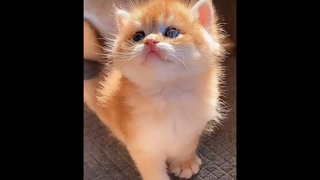 ลูกแมวน่ารักๆ สายพันธ์ต่างๆ ในโลก