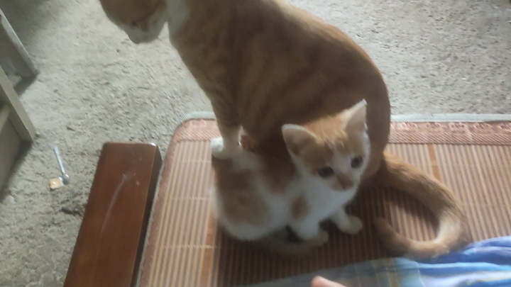 لماذا ~ أمي تستطيع الذهاب إلى السرير، أريد أن أذهب أيضًا ~