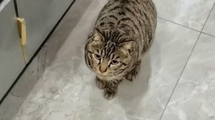 Which breed of cat is the most disdainful and looks down on you the most?