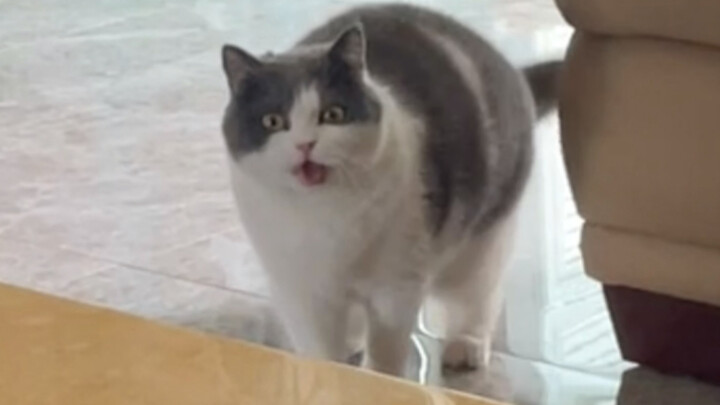 A household that somehow has both “cat-loving vibes” and “cat-hating vibes” at the same time