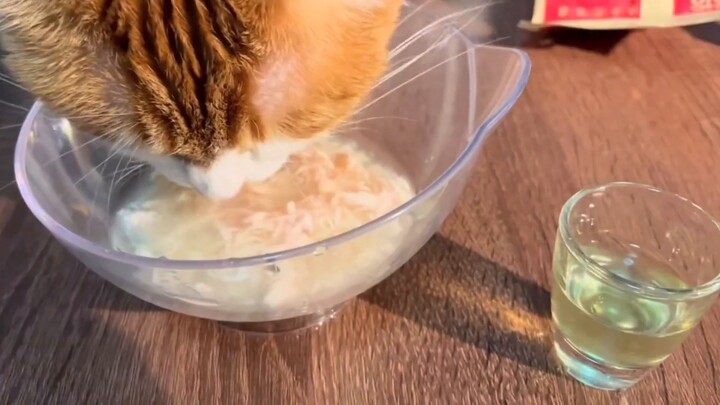 صنعنا خمر القطط، ورأسه الكبير امتص كل الكحول، كمية الخمر رائعة جداً