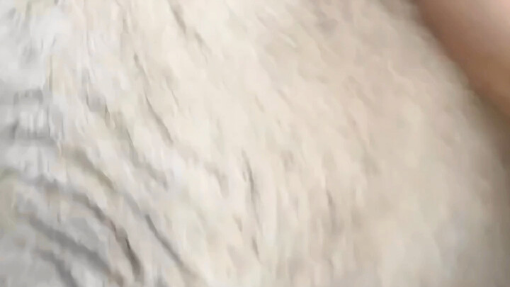 Is your cat not afraid of heights either?