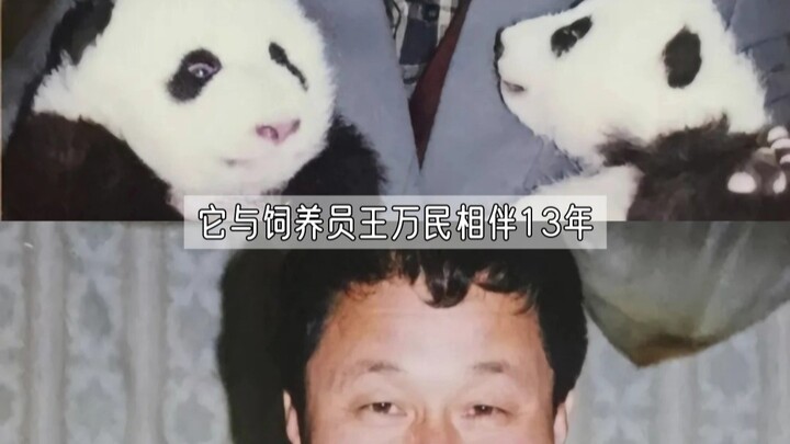 ถ้าไม่มีมัน ก็คงไม่มีประชากรแพนด้ายักษ์ในปัจจุบัน