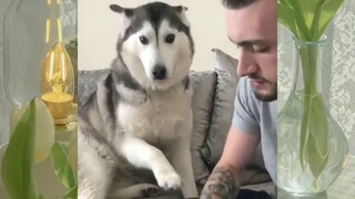 หมาตลก #ชาติที่เป็นมนุษย์ #555