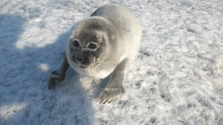 Orang Rusia Bertemu Macan Tutul Baikal
