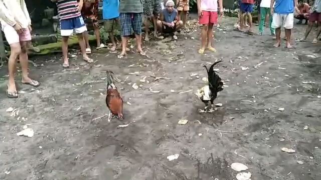 Melsims bkack akin jan mga boss talo tayo!