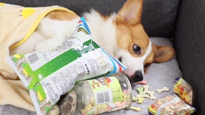 จะทำลายมิตรภาพระหว่างคนกับน้องหมาต้องใช้กี่ขั้นตอน? คำตอบคือ: แค่ขนมหนึ่งห่อ ก็เพียงพอแล้ว! 【ดูบี้ขา