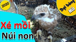 [Hùng Hunter]-  Chăm sóc huấn luyện chim non.