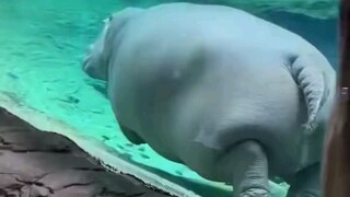 A Hippo in Home Quarantine