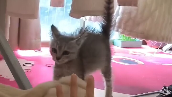 The cat’s startled reaction!
