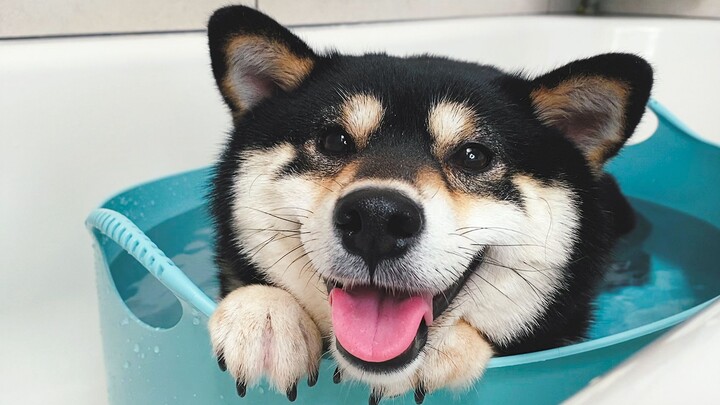The best-behaved dog on the internet, taking an immersive bath can actually help him sleep