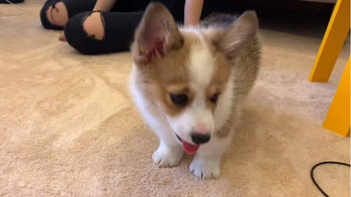 Akhirnya kita punya anjing!!