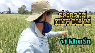 Chia sẽ cách phòng trị CHÁY BÌA LÁ do vi khuẩn trong vụ thu đông thanhdotv