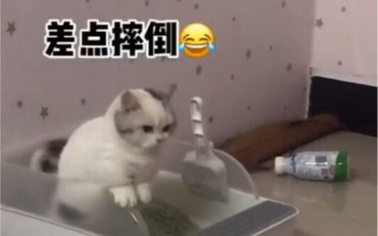 นี่คือลูกแมวตัวหนึ่งที่เวลาถ่ายหนักต้องมีราวจับเฉพาะ…