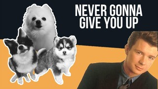 Never Gonna Give You Up but it's Doggos and Gabe