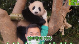 [Hewan]Tempat Duduk Khusus Panda Fubao