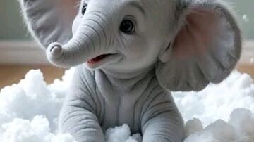 anak gajah yang lucu sedang mandi