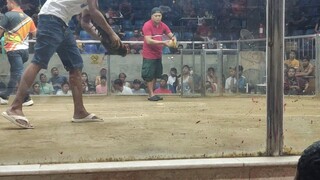 2HITS ULUTAN SA KAYBIGA NCCA CALOOCAN 2nd Fight My Grey x Blues pa  Champion 🏆🏆🐓🐓