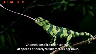 Killing bites ratel vs cameleon