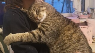 Time spent with cats is never wasted   Cute ways cats show their love for owner