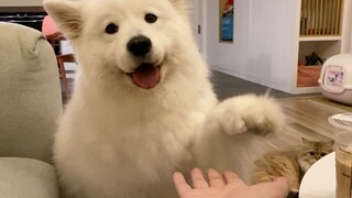 The Samoyed shamelessly begged for egg-yolk mooncakes, but didn’t even get a bite of the golden-tabb