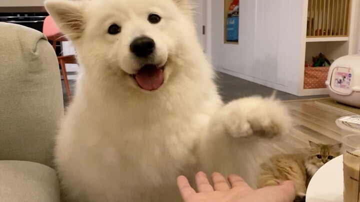The Samoyed shamelessly begged for egg-yolk mooncakes, but didn’t even get a bite of the golden-tabb