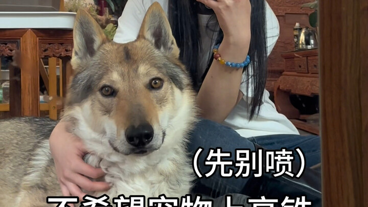 Is it really a good idea to bring pets on high-speed trains...?