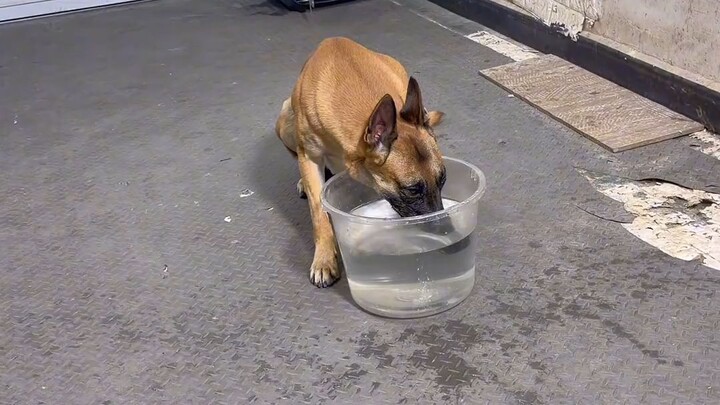 Dog training tips #dogtraining #dogtrainer #dogsoftiktok