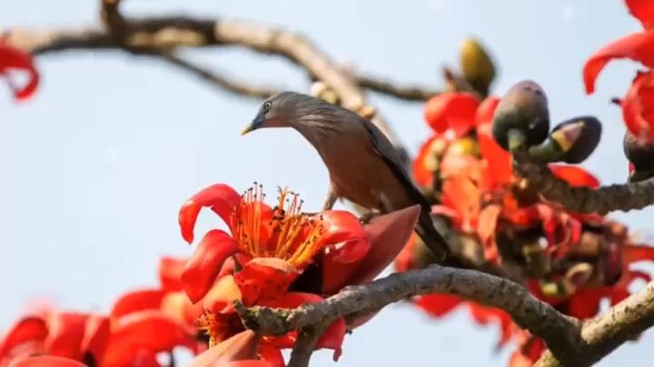 ছায়ার তোমার