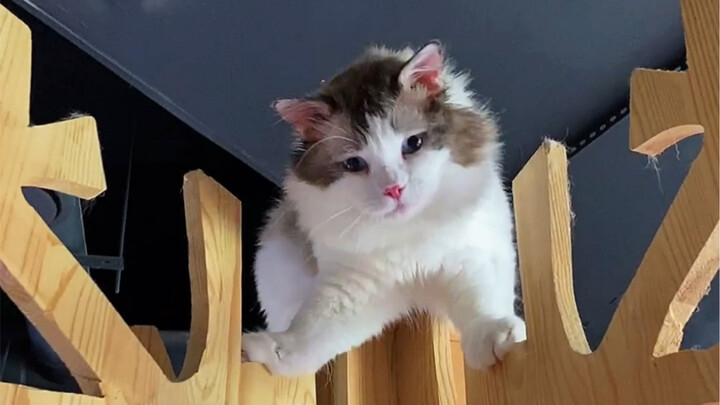 Clumsy but still loves to play